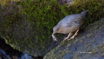 American-Dipper;Cinclus-mexicanus;Dipper;One;Yellowstone-National-Park;Yellowsto
